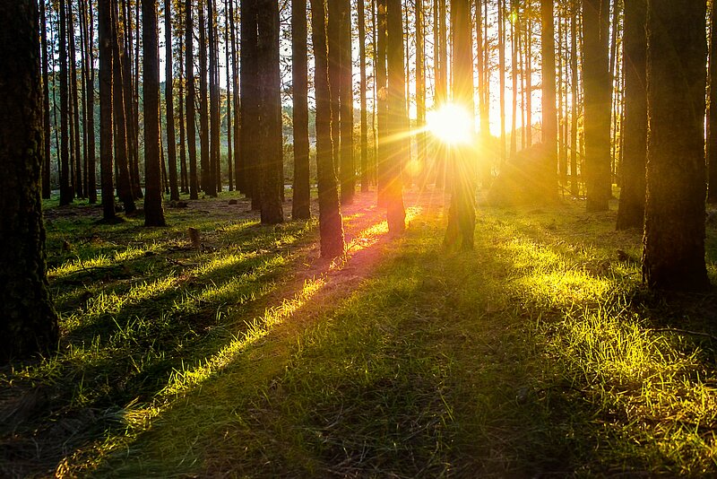 Vieslekcija “The nature restoration regulation – why, what and where to restore forests”