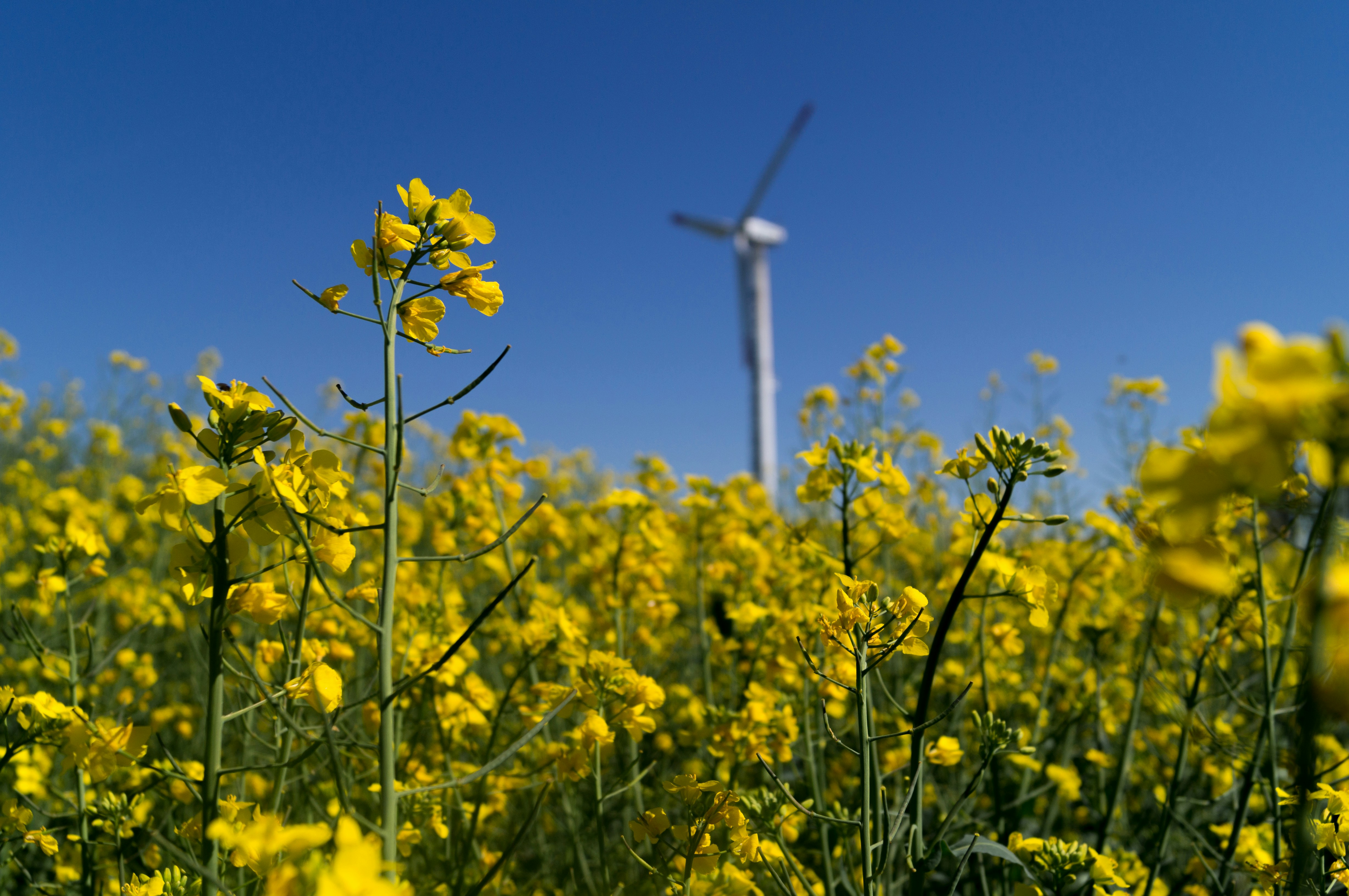 summer fields eco rapeseed wind generator flower plant farm field blossom countryside meadow machine grassland outdoors rural