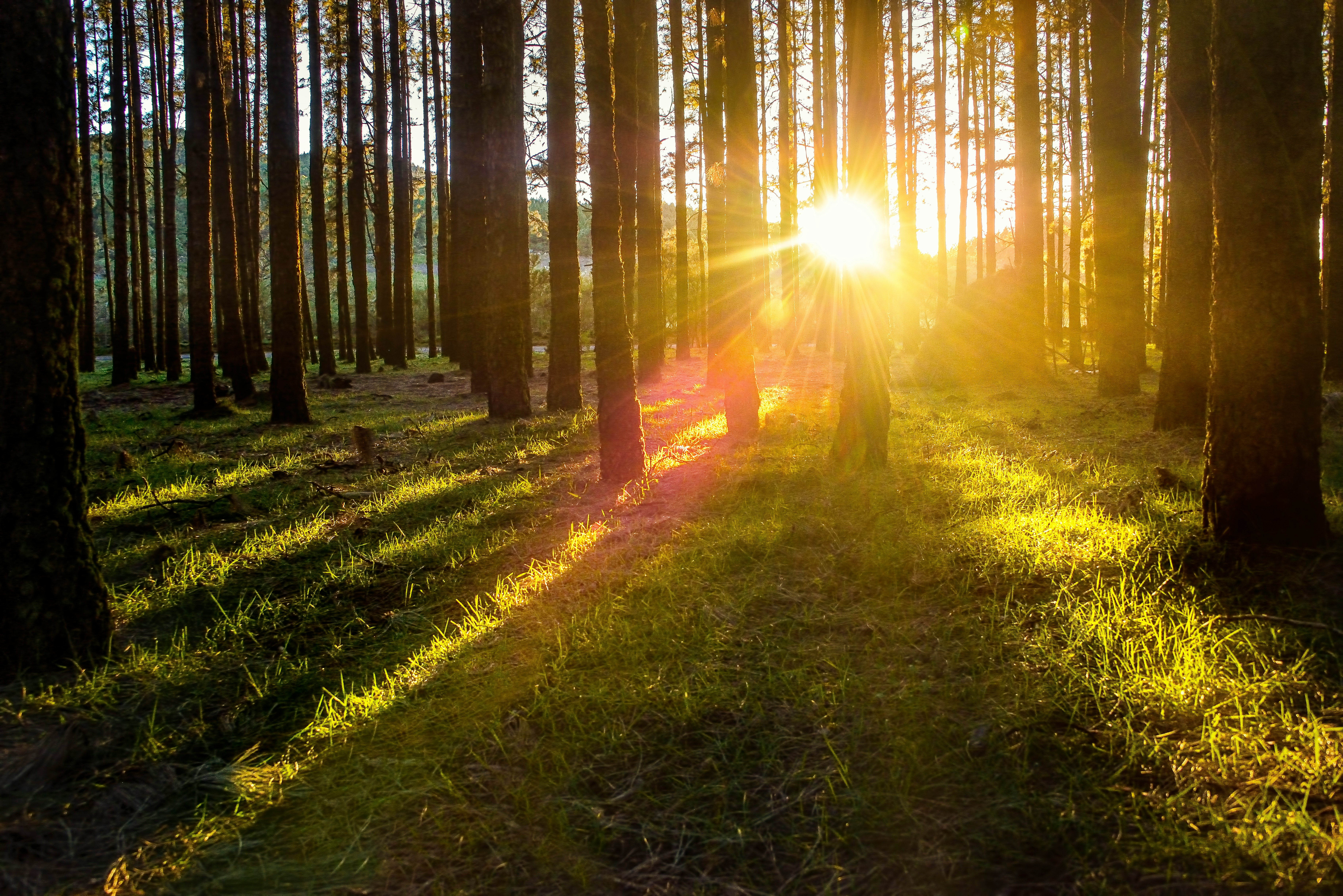 A pine forest with tall, slender tree trunks. Warm sunlight filters through the trees, creating a misty, atmospheric scene.